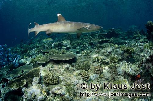 Weissspitzen-Riffhai/Whitetip reef shark/Triaenodon obesus        Weissspitzen-Riffhai am Riff    
