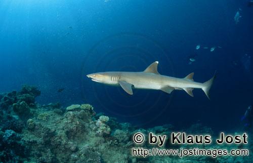 Weissspitzen-Riffhai/Whitetip reef shark/Triaenodon obesus        Weissspitzen-Riffhai an der Shark 