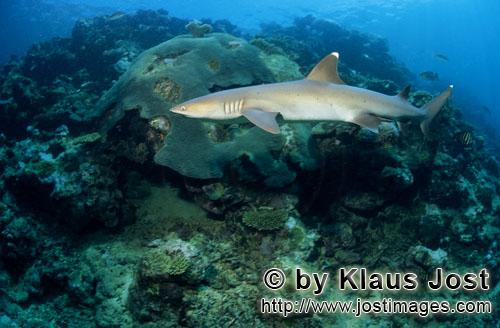 Weissspitzen-Riffhai/Whitetip reef shark/Triaenodon obesus        Weissspitzen-Riffhai im Korallenri