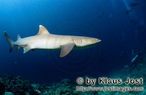 Weissspitzen-Riffhai/Whitetip reef shark/Triaenodon obesus        Weissspitzen-Riffhai im tiefblauen