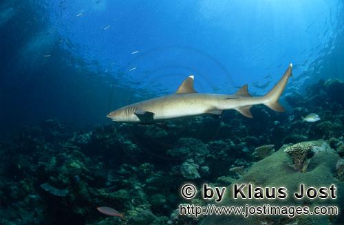 Weissspitzen-Riffhai/Whitetip reef shark/Triaenodon obesus        Weissspitzen-Riffhai patrouilliert