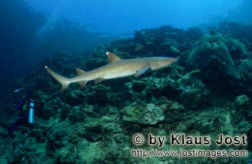 Weissspitzen-Riffhai/Whitetip reef shark/Triaenodon obesus        Weissspitzen-Riffhai schwimmt an T