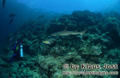 Weissspitzen-Riffhai/Whitetip reef shark/Triaenodon obesus        Weissspitzen-Riffhai schwimmt auf 