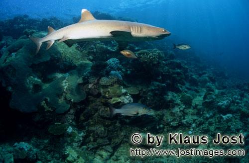 Weissspitzen-Riffhai/Whitetip reef shark/Triaenodon obesus        Weissspitzen-Riffhai im Riff    