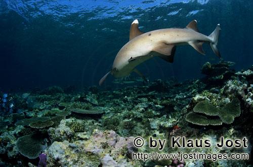 Weissspitzen-Riffhai/Whitetip reef shark/Triaenodon obesus        Weissspitzen-Riffhai aendert seine