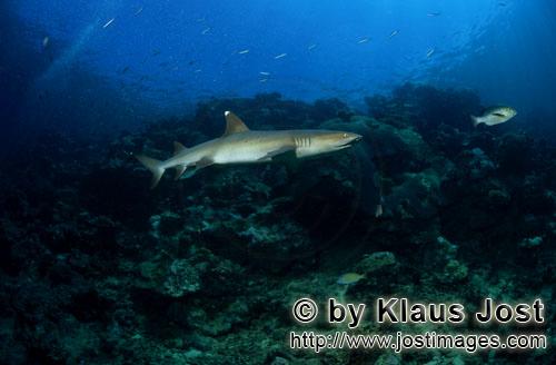 Weissspitzen-Riffhai/Whitetip reef shark/Triaenodon obesus        Weissspitzen-Riffhai patrouilliert