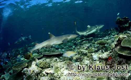 Weissspitzen-Riffhai/Whitetip reef shark/Triaenodon obesus        Weissspitzen-Riffhai folgt Schwarz