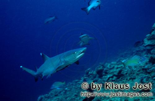 Weissspitzen-Riffhai/Whitetip reef shark/Triaenodon obesus        Weissspitzen-Riffhai an der Riff K