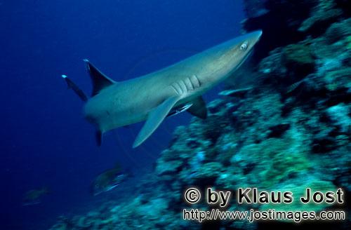 Weissspitzen-Riffhai/Whitetip reef shark/Triaenodon obesus        Weissspitzen-Riffhai naehert sich 
