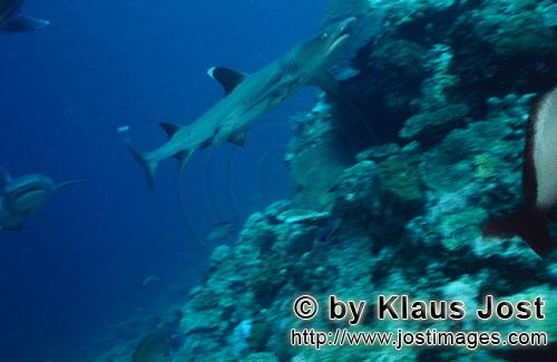 Weissspitzen-Riffhai/Whitetip reef shark/Triaenodon obesus        Weissspitzen-Riffhai am Riffabhang