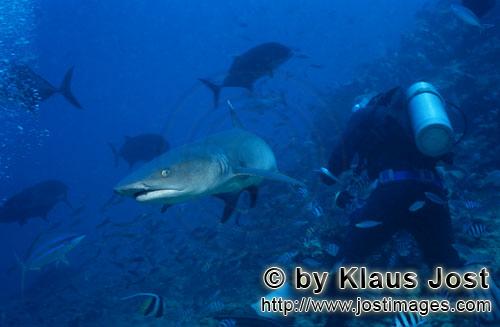 Weissspitzen-Riffhai/Whitetip reef shark/Triaenodon obesus        Weissspitzen-Riffhai begegnet Tauc