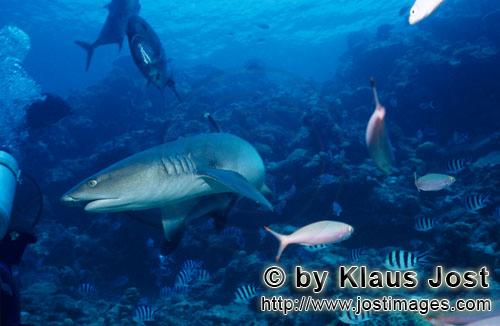 Weissspitzen-Riffhai/Whitetip reef shark/Triaenodon obesus        Weissspitzen-Riffhai schaut zum Ta