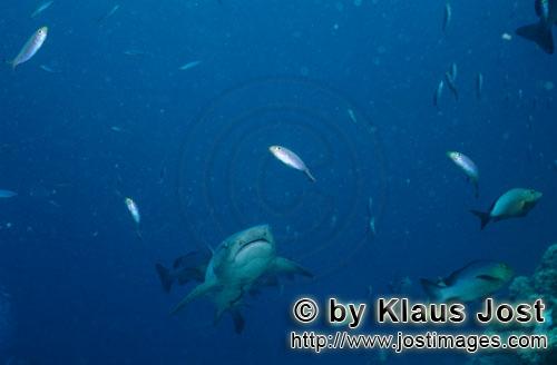 Weissspitzen-Riffhai/Whitetip reef shark/Triaenodon obesus        Weissspitzen-Riffhai an der Riffka