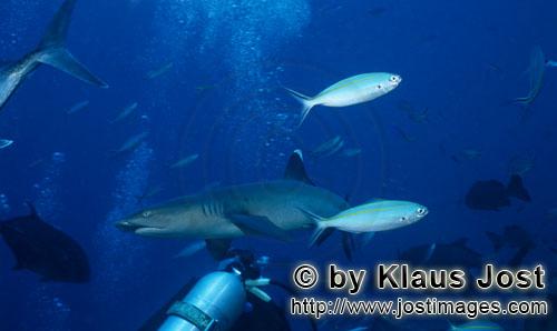 Weissspitzen-Riffhai/Whitetip reef shark/Triaenodon obesus        Weissspitzen-Riffhai, Taucher und 
