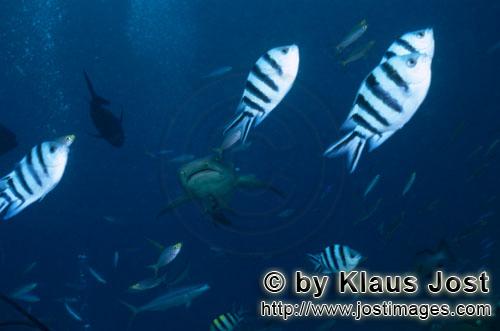 Weissspitzen-Riffhai/Whitetip reef shark/Triaenodon obesus        Weissspitzen-Riffhai mit Rifffisch