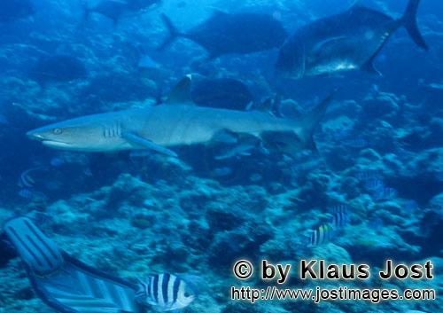 Weissspitzen-Riffhai/Whitetip reef shark/Triaenodon obesus        Weissspitzen-Riffhai ueber Koralle