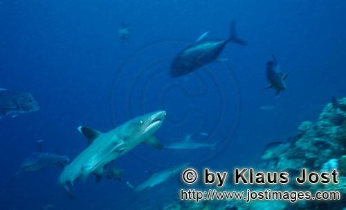 Weissspitzen-Riffhai/Whitetip reef shark/Triaenodon obesus        Weissspitzen-Riffhai haelt Ausscha
