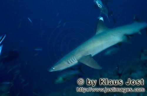 Weissspitzen-Riffhai/Whitetip reef shark/Triaenodon obesus        Weissspitzen-Riffhai schwimmt in t