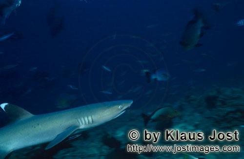 Weissspitzen-Riffhai/Whitetip reef shark/Triaenodon obesus        Weissspitzen-Riffhai erkundet das 