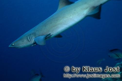 Weissspitzen-Riffhai/Whitetip reef shark/Triaenodon obesus        Weissspitzen-Riffhai im blauen Was