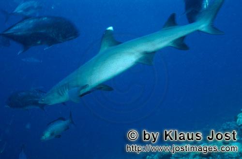 Weissspitzen-Riffhai/Whitetip reef shark/Triaenodon obesus        Weissspitzen-Riffhai mit Dickkopf-
