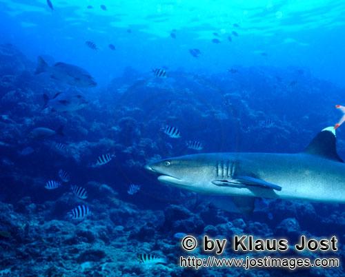 Weissspitzen-Riffhai/Whitetip reef shark/Triaenodon obesus        Seitliches Weissspitzen-Riffhai Po