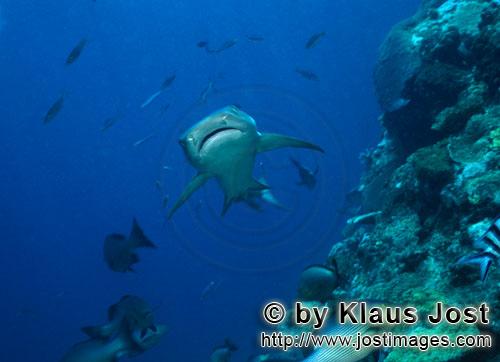 Weissspitzen-Riffhai/Whitetip reef shark/Triaenodon obesus        Weissspitzen-Riffhai am Shark Reef