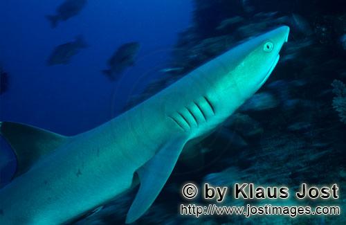 Weissspitzen-Riffhai/Whitetip reef shark/Triaenodon obesus        Imposanter Weissspitzen-Riffhai</b