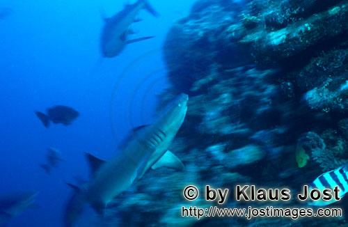 Weissspitzen-Riffhai/Whitetip reef shark/Triaenodon obesus        Weissspitzen-Riffhai schwimmt nach