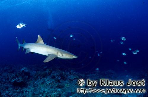 Weissspitzen-Riffhai/Whitetip reef shark/Triaenodon obesus        Patrouillierender Weissspitzen-Rif