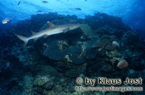 Weissspitzen-Riffhai/Whitetip reef shark/Triaenodon obesus        Weissspitzen-Riffhai schwimmt am R