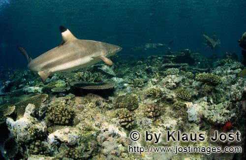 Schwarzspitzen-Riffhai/Blacktip reef shark/Carcharhinus melanopterus        Schwarzspitzen-Riffhai b