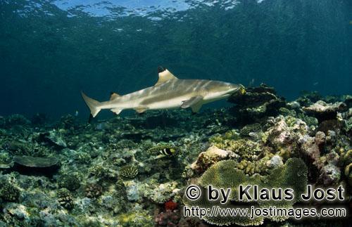 Schwarzspitzen-Riffhai/Blacktip reef shark/Carcharhinus melanopterus        Schwarzspitzen-Riffhai s