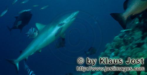 Grauer Riffhai/Gray reef shark/Carcharhinus amblyrhynchos        Grauer Riffhai schwimmt diagonal na