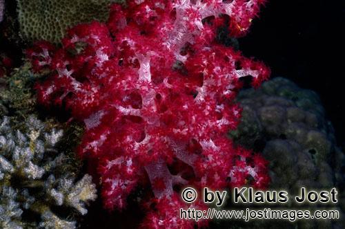 Weichkoralle/soft coral/Dendronephthya sp        Plakativ leuchtende rote Weichkoralle         We
