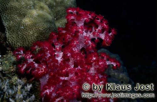 Weichkoralle/soft coral/Dendronephthya sp        Rote Weichkoralle in der Beqa Lagoon        Weichko