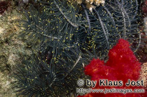 Weichkoralle/soft coral/Dendronephthya sp        Rote Weichkoralle mit Federstern         Weichko