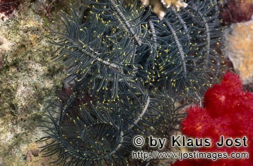 Weichkoralle/soft coral/Dendronephthya sp        Rote Weichkoralle mit Federstern        Weichkorallen sind
