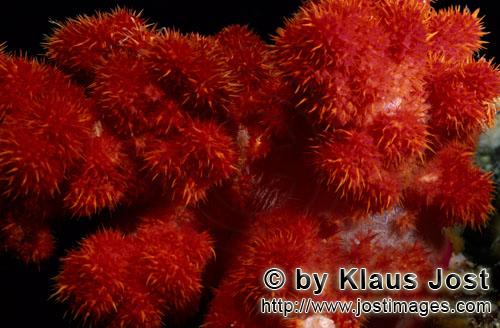 Weichkoralle/soft coral/Dendronephthya sp        Intensiv rote Weichkoralle        Weichkorallen sind ein a