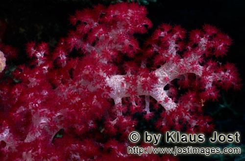 Weichkoralle/soft coral/Dendronephthya sp        Durchscheinende rote Weichkoralle        Weichkoral