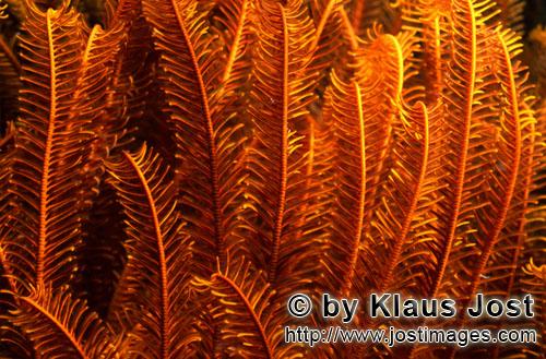 Federstern/feather star/Comanthina sp.        Federstern Detailaufnahme        Auf einem Korallenrif