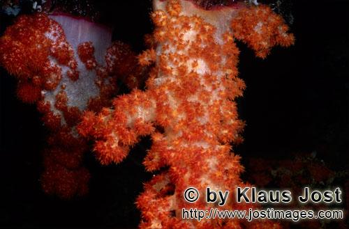 Weichkoralle/soft coral/Dendronephthya sp        Farbenpraechtige Weichkorallen        Weichkorallen sind e
