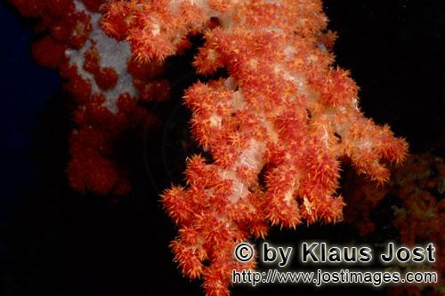 Weichkoralle/soft coral/Dendronephthya sp        Bunte Weichkoralle in der Beqa Lagoon        Wei