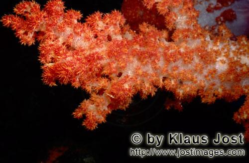 Weichkoralle/soft coral/Dendronephthya sp        Rote Weichkoralle an einem Fiji Riff        soft coral        