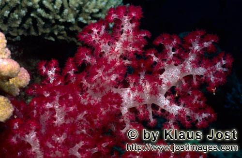 Weichkoralle/soft coral/Dendronephthya sp        Farbenpraechtige Weichkoralle in einem Fiji Koralle