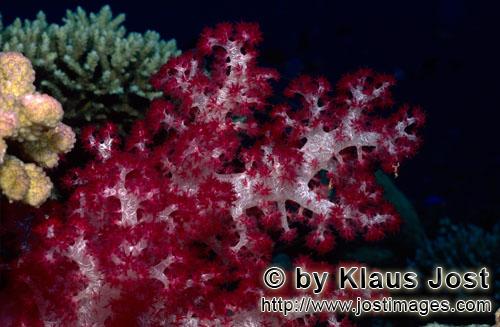 Weichkoralle/soft coral/Dendronephthya sp        Eine leuchtende Weichkoralle im Riff        Weichko