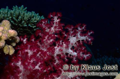 Weichkoralle/soft coral/Dendronephthya sp        Eine Dendronephthya vor Steinkorallen    soft coral        W