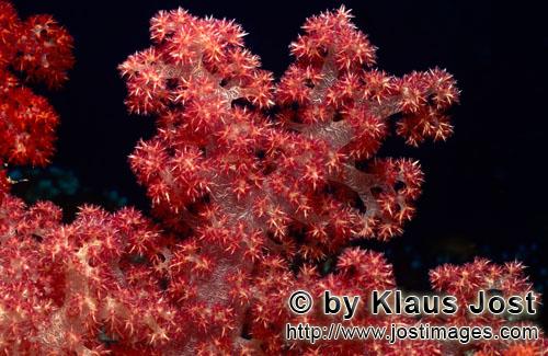 Weichkoralle/soft coral/Dendronephthya sp        Ueppiges Wachstum einer Weichkoralle        Weichkorallen 