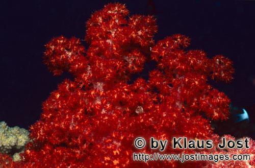 Weichkoralle/soft coral/Dendronephthya sp        Intensiv rot leuchtende Weichkoralle        Weichkorallen 