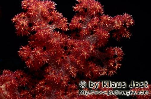Weichkoralle/soft coral/Dendronephthya sp        Weichkoralle eine bunte Blume des Meeres        Weichkoral